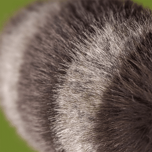 Trixiwoo Raccoon 24x16x12cm – Image 5