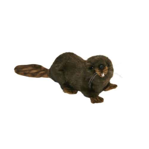 Castor couché L20cm