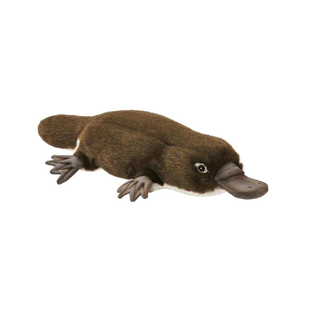 Ornithorynque (platypus) 43cm