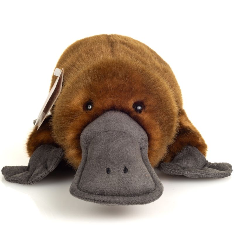 Ornithorynque 35cm – Image 2
